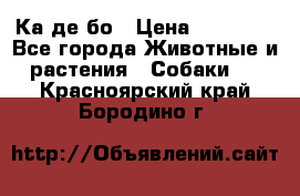 Ка де бо › Цена ­ 25 000 - Все города Животные и растения » Собаки   . Красноярский край,Бородино г.